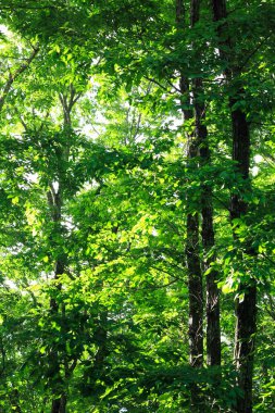 Ormanda güzel yeşil yapraklar ve ağaçlar