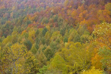 Sonbahar mevsiminde dağ ormanlarında renkli ağaçlar