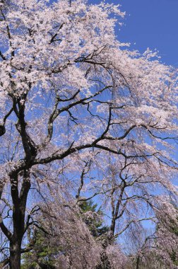 tam bloom kiraz çiçekleri pembe