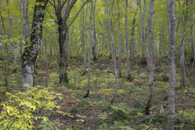 Doğadaki orman ağaçları, bitki örtüsü ve yapraklar.