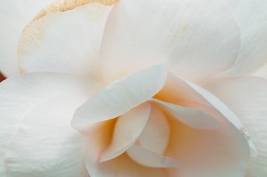 Yaklaş - Yumuşak odaklı beyaz ve pembe bir çiçeğe.