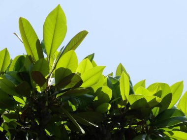 Sunlight shining through vibrant green leaves against clear sky