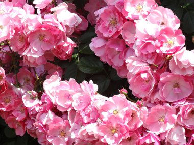 Bahçedeki güzel Pembe Gül Çiçekleri