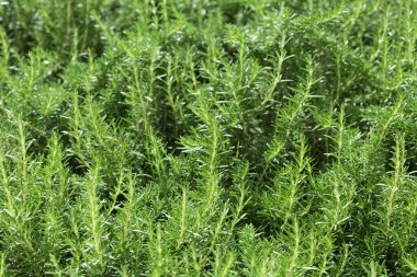 Bahçedeki yeşil bitki.