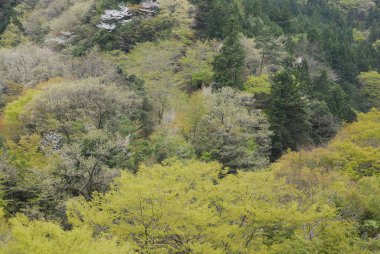 Ormanda sonbahar manzarası 