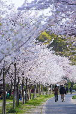 Japonya 'da kiraz çiçekleri, Tokyo
