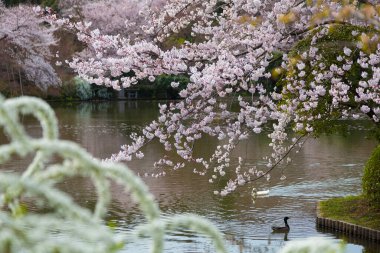 Japonya 'da kiraz çiçekleri, Tokyo