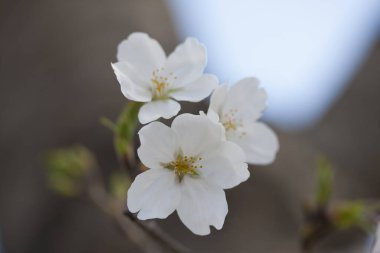 Baharda ağaçta beyaz kiraz çiçeği