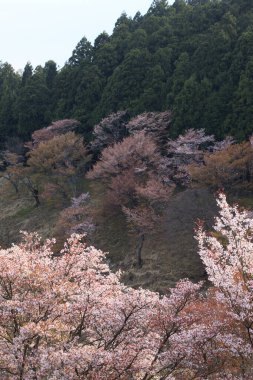 Japonya 'da kiraz çiçeği zamanı