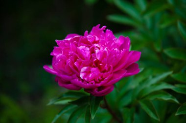 Bahçedeki güzel pembe şakayık çiçeği