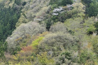 Japonya 'daki dağda güzel bir bahar ormanı