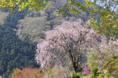 Japonya 'daki dağda güzel bir bahar ormanı