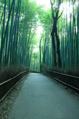 Japonya, Kyoto 'daki bambu ormanının güzel manzarası