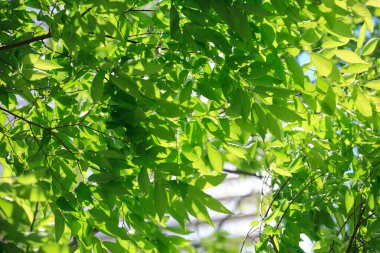 Yeşil yapraklar, bitki örtüsü, yeşillik.           