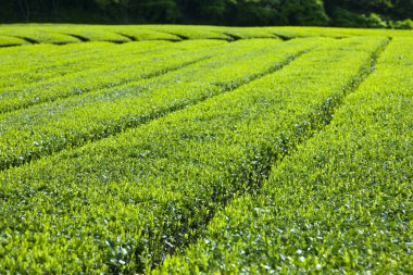 Japonya kırsalında yeşil çay tarlası