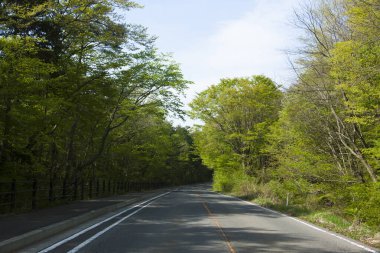 Yaz ormanlarında asfalt yol güneşli bir günde 