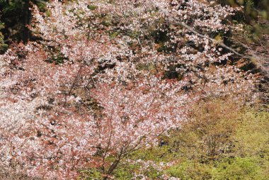 İlkbaharda parkta çiçek açan güzel ağaçlar.   