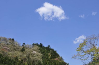 Japonya 'daki dağda güzel bir bahar ormanı