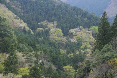 Ormanda sonbahar manzarası 