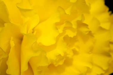 Sarı çiçek arka planı kapat