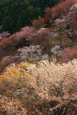 Japonya 'da kiraz çiçeği zamanı