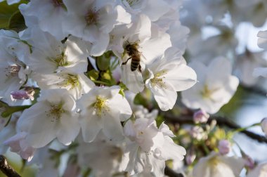 Arı manzarası ve bahar bahçesinde güzel kiraz çiçekleri.      
