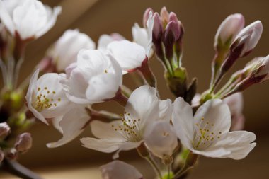 Beyaz bahar çiçekleri, makro