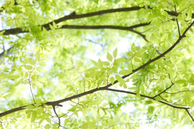 Yeşil yapraklar arka plan. Doğa, ekoloji ve çevre koruma kavramı