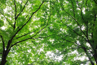 Şehir parkında gündüz vakti yeşil ağaçlar 