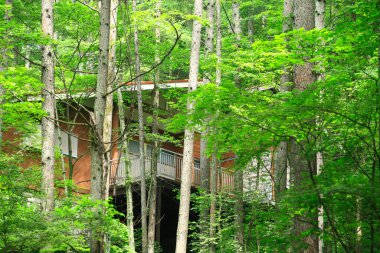 Düşük açılı ev ve ormandaki yeşil ağaçlar