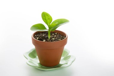 Beyaz arka planda saksıda küçük bir bitki 