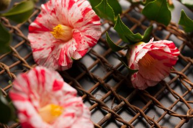 Güzel botanik fotoğrafı, doğal duvar kağıdı.