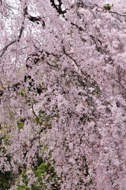 Japonya 'da kiraz çiçeği 