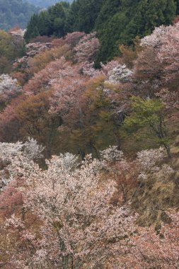 Japonya 'da kiraz çiçeği zamanı