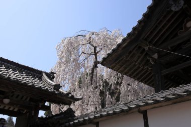 Japonya 'da kiraz çiçeği manzarası 