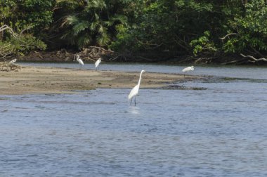 Leylekler yaz günü gölün yakınında yakalandılar.