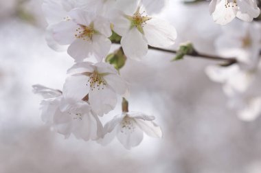 Güzel pembe çiçekler, çiçek konsepti. İlkbaharda kiraz çiçekleri        