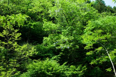 Ormanda yeşil yaprakları olan güzel ağaçlar.          