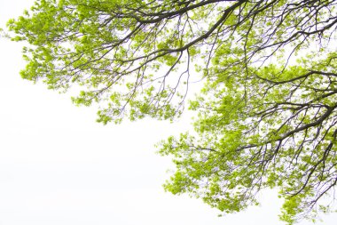 Bulutlu gökyüzü üzerinde yeşil ağaçlar 