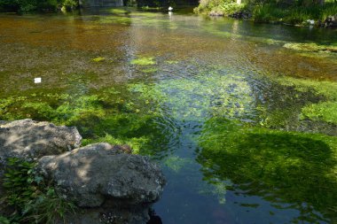 Yazın ormanda bir gölet
