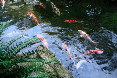 Güzel koi balığı gölette yüzüyor, yakın görüş.     