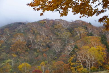Sonbahar mevsiminde dağ ormanlarında renkli ağaçlar