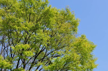 Bahar mevsiminde güzel yeşil ağaç yaprakları.