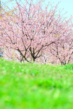 Bahçede güzel bahar çiçekleri