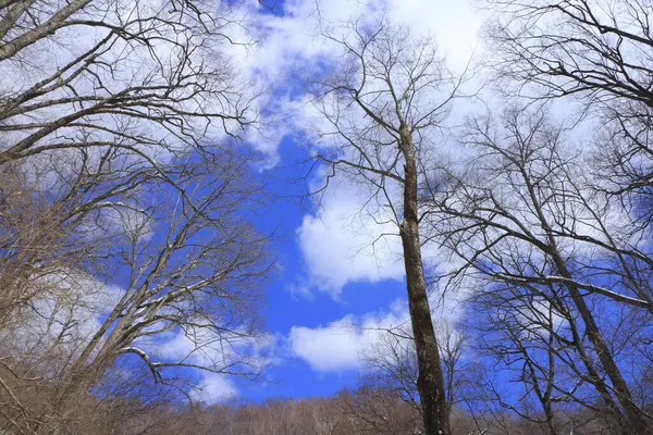 Ormanda Flora Kış Ağaçları Olan Güzel Bir Manzara — Stok fotoğraf