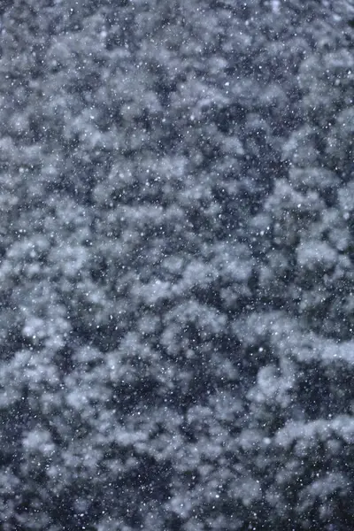 美しい冬の森 雪が覆われた木 — ストック写真