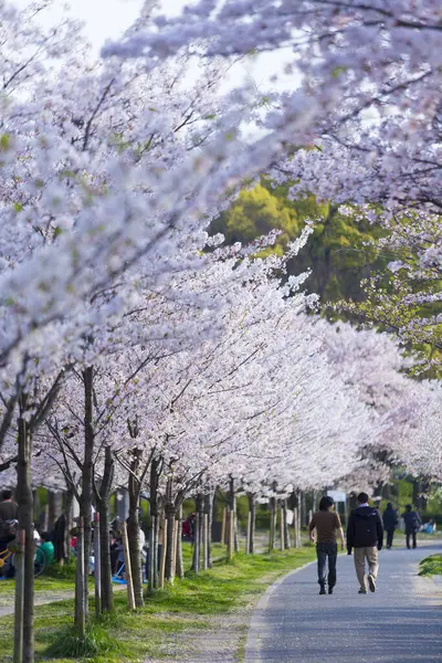 Japonya 'da kiraz çiçekleri, Tokyo