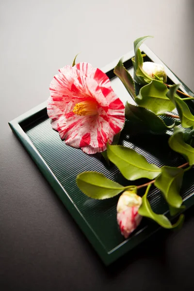 Piękne Różowe Tulipany Wazonie — Zdjęcie stockowe