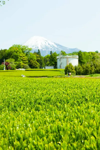 日本の田舎の富士山と茶農園 — ストック写真