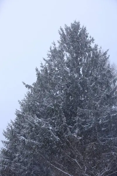 Prachtig Winterbos Besneeuwde Bomen Natuur — Stockfoto